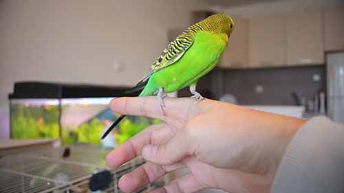 如何赢得鹦鹉的信任