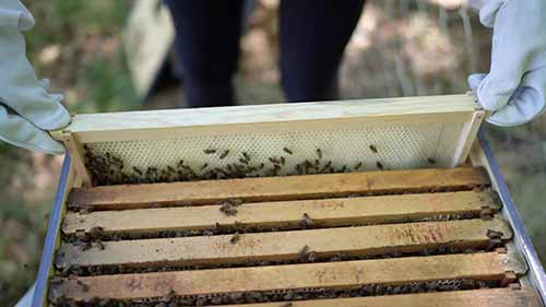 如何进行蜂箱检查