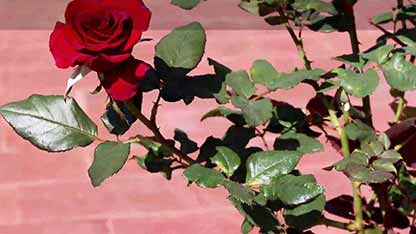 创新园艺方法和小贴士