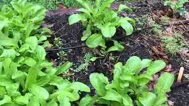 早春的园艺种植和温室使用