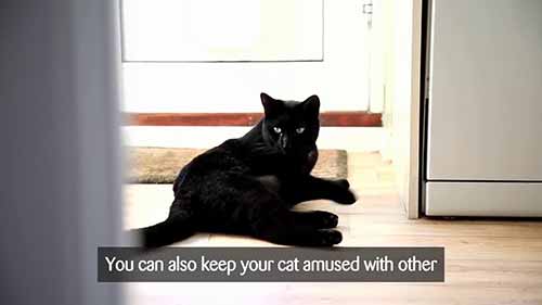 如何在家照顾小猫