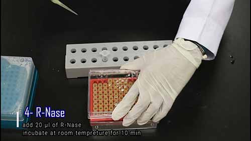 细菌基因组DNA提取分离