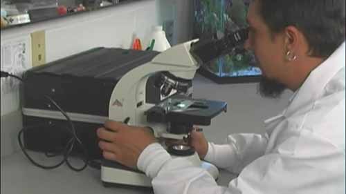 利用海藻生产生物燃油