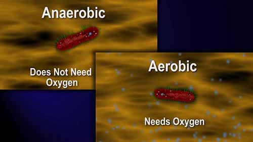 生物加工1：发酵