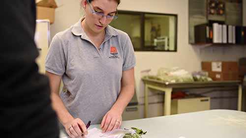 实验室诊断植物病虫害