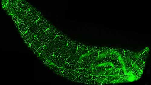 绿色荧光蛋白概述