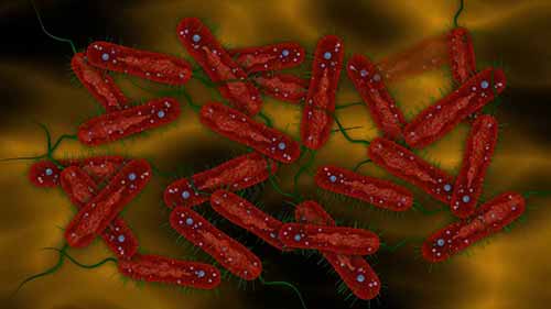 发酵的四个阶段