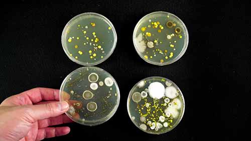如何培养细菌