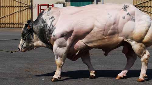 科学家创造的13种怪异生物