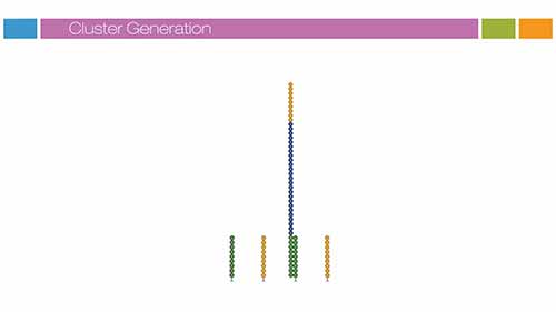 Illumina测序技术3