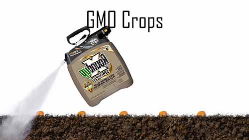 孟山都食品公司