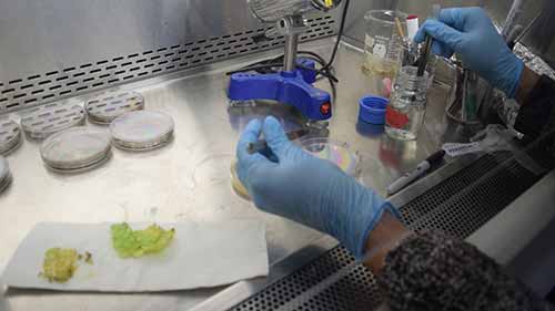 用平板培养技术进行植物病害鉴定