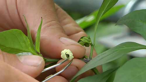 植物育种和杂交