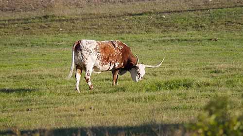 食品工业的秘密