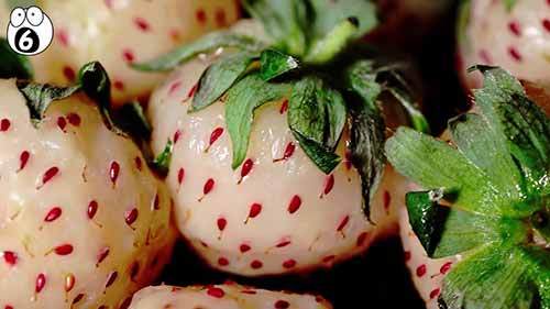 真实存在的奇异水果