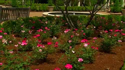 10大最怪异转基因植物