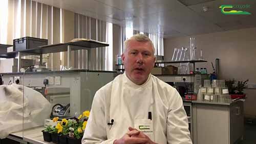 侧流装置在植物病害诊断中的应用