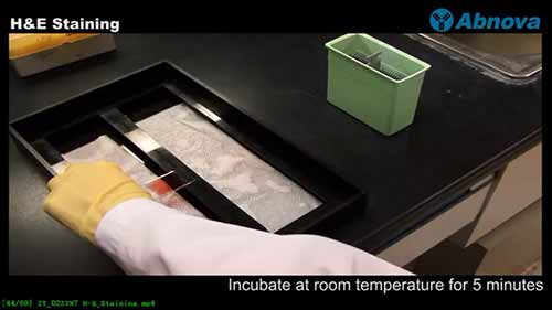 苏木精-伊红染色法1