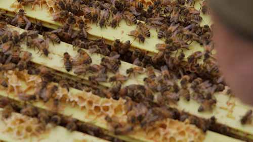 阿拉斯加的蜜蜂养殖