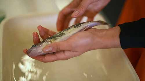 关于水产养殖的研究