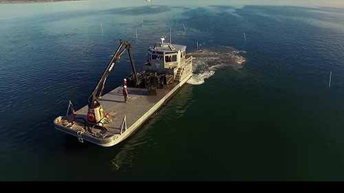 华盛顿的可持续贝类水产养殖