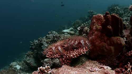 利用NGS技术扩大冲绳水产养殖