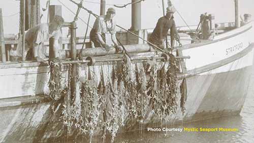 康涅狄格海岸的水产养殖