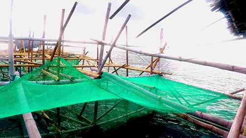 菲律宾的小型龙虾养殖场