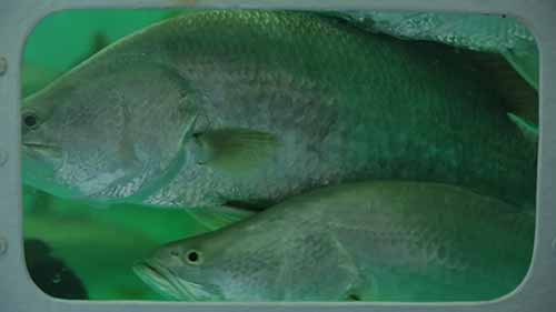 澳大利亚生产鱼、海鲜和肉类的方法