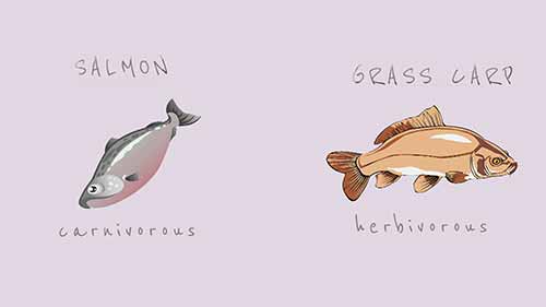 用海洋饲料喂养淡水鱼