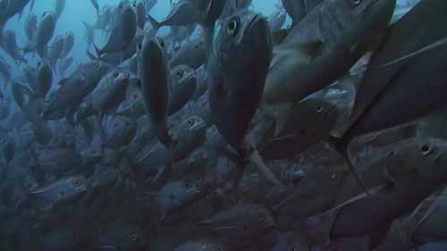 水产养殖的解决方案