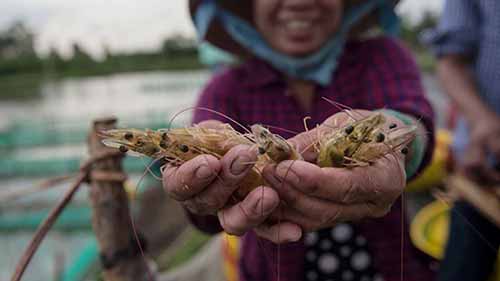 集约化养虾项目