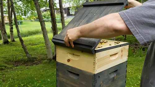 蜂巢的框架结构检查