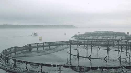 加拿大东海岸的龙虾养殖