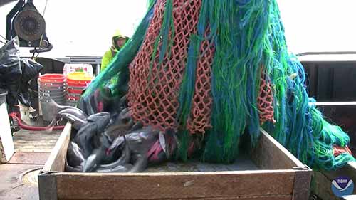 美国海洋水产养殖业的发展