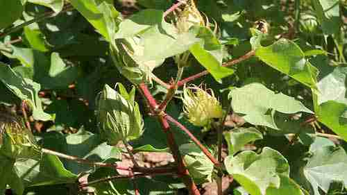 新墨西哥州立大学的棉花研究