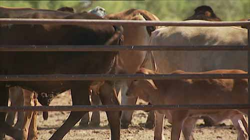 澳大利亚的牛肉期货产业