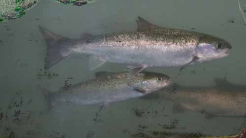 水产养殖是什么