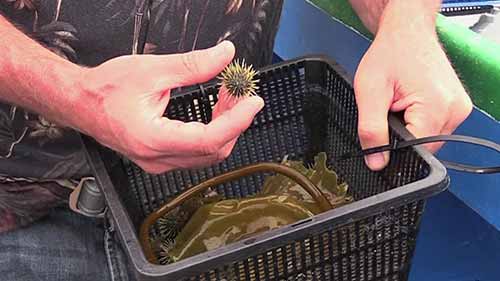 缅因州水产养殖合作研究中心