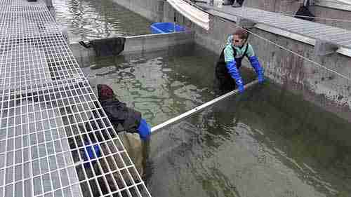 水电大坝对鱼类的影响