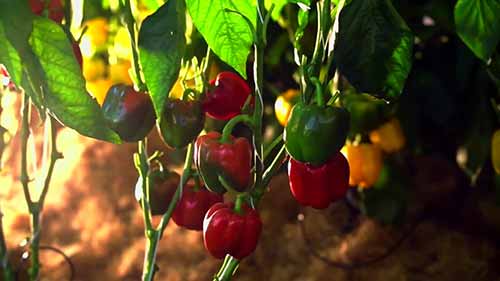 农业中的生物警戒