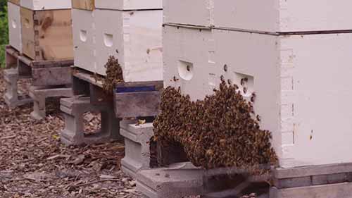 尼亚加拉大学的商业养蜂计划