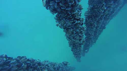 卫星数据与水产养殖