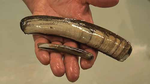 什么是水产养殖