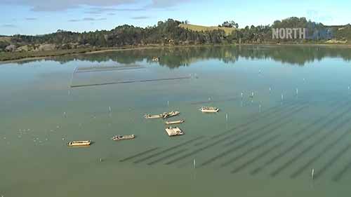 新西兰的冷水虾养殖基地