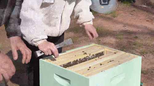 如何让蜜蜂建更多的巢