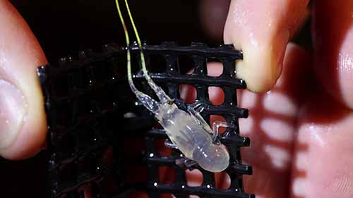 岩石龙虾的水产养殖和生命周期