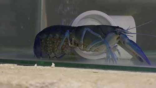 水产养殖的知识