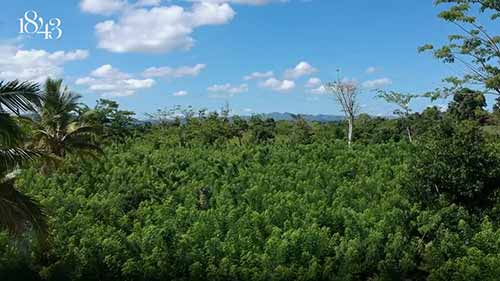 香草为什么这么贵