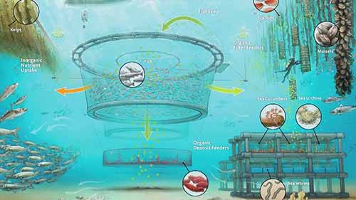 多营养层次综合水产养殖法